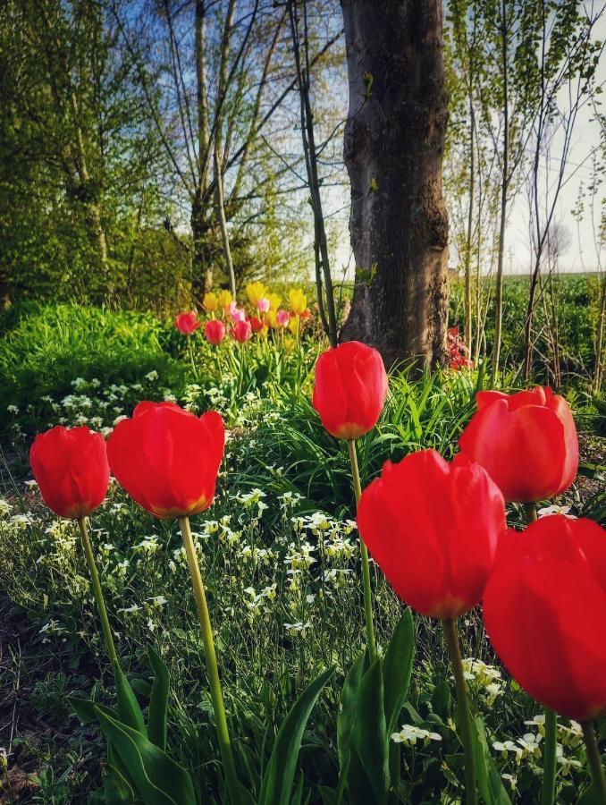 B & B Victors Hof, Met Zwemvijver In Landelijke Setting Lievegem Exteriér fotografie